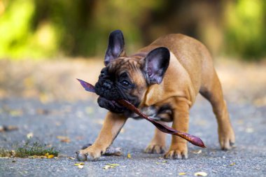 Tatlı Fransız Bulldog köpek yavrusu.