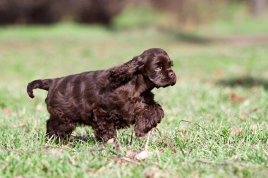 Amerikalı Cocker Spaniyel köpek açık havada