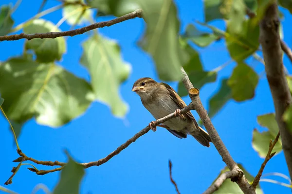 Bruant Oiseau Assis Sur Branche Arbre — Photo