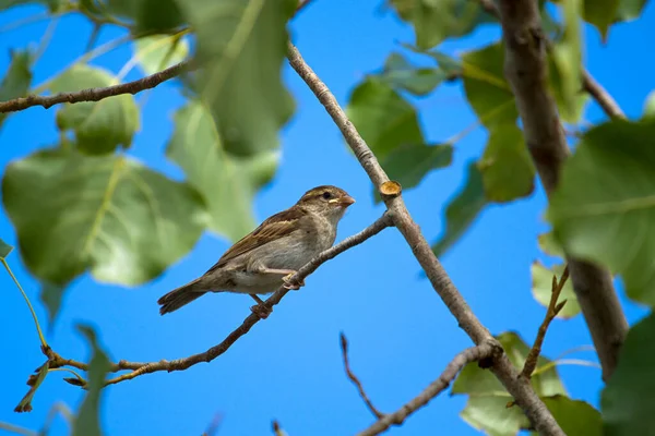 Bruant Oiseau Assis Sur Branche Arbre — Photo