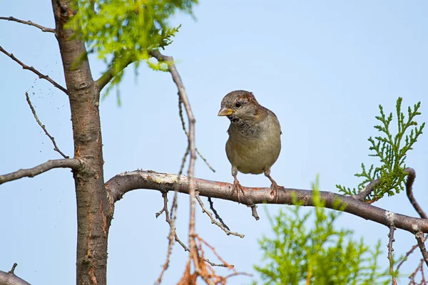 Bruant Oiseau Assis Sur Branche Arbre — Photo
