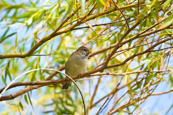 Bruant Oiseau Assis Sur Branche Arbre — Photo