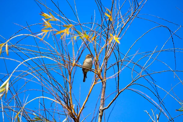 Bruant Oiseau Assis Sur Branche Arbre — Photo