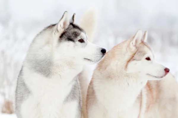 Schattige Siberische Husky Hond Buiten — Stockfoto