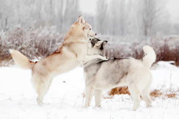 Schattige Siberische Husky Hond Buiten — Stockfoto