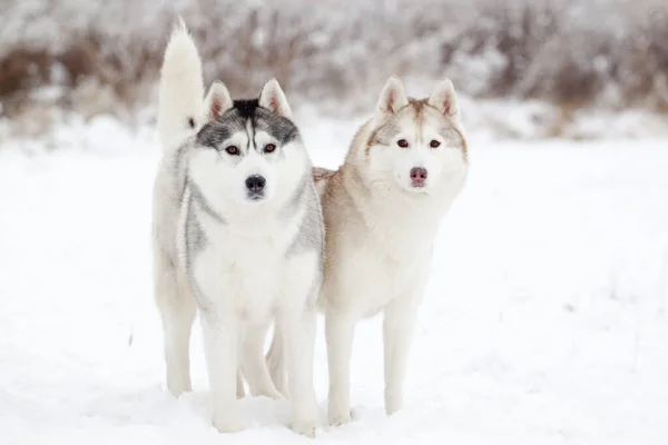 Rozkošný Sibiřský Husky Pes Venku — Stock fotografie