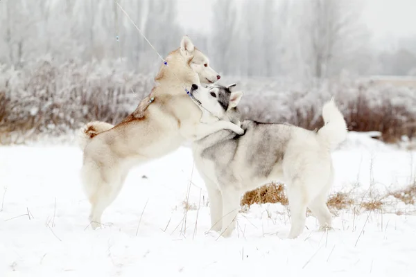 Adorable Perro Husky Siberiano Aire Libre — Foto de Stock