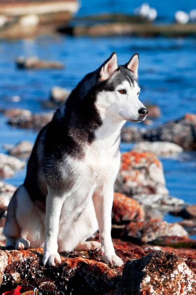 Bedårande Sibirisk Husky Hund Utomhus — Stockfoto