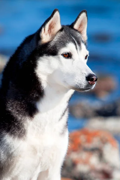 Imádnivaló Szibériai Husky Kutya Szabadban — Stock Fotó