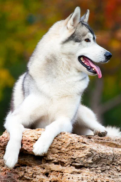 Schattige Siberische Husky Hond Buiten — Stockfoto