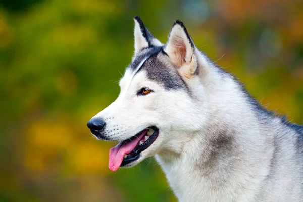 Bedårande Sibirisk Husky Hund Utomhus — Stockfoto