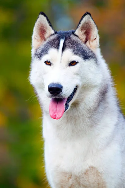 Adorabile Cane Husky Siberiano All Aperto — Foto Stock