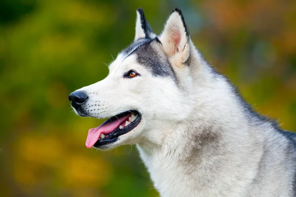 Bedårande Sibirisk Husky Hund Utomhus — Stockfoto