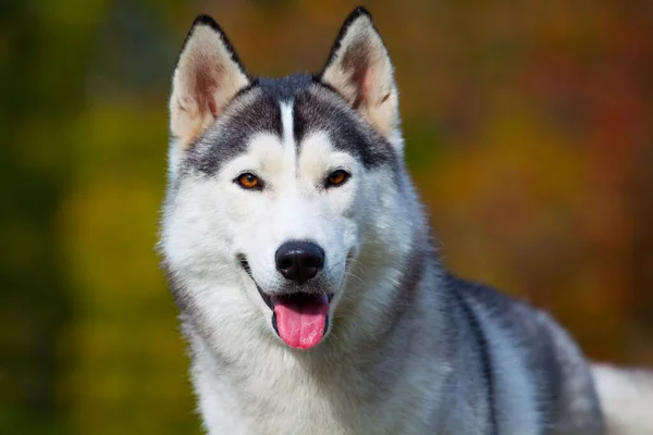 Bedårande Sibirisk Husky Hund Utomhus — Stockfoto