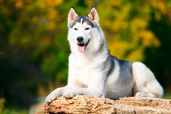 Schattige Siberische Husky Hond Buiten — Stockfoto