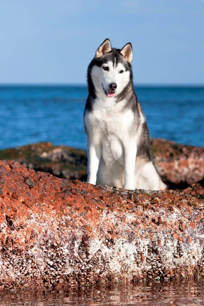 Imádnivaló Szibériai Husky Kutya Szabadban — Stock Fotó