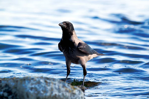 Raven Bird Water — Stock Photo, Image