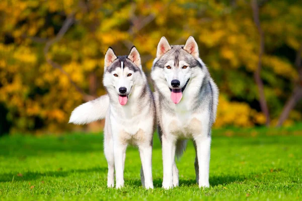 Adorable Perro Husky Siberiano Aire Libre —  Fotos de Stock