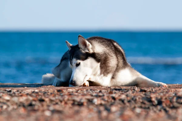 Schattige Siberische Husky Hond Buiten — Stockfoto