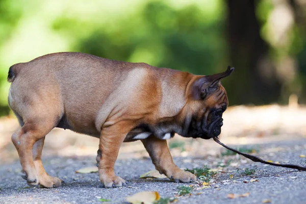 Cute French Bulldog puppy outdoor