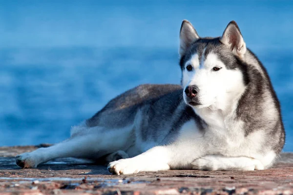 Imádnivaló Szibériai Husky Kutya Szabadban — Stock Fotó