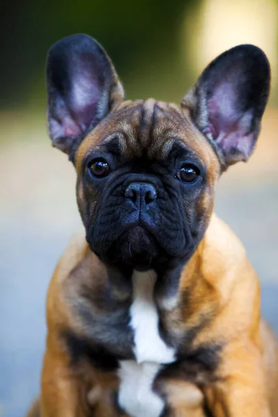 Bonito Cachorro Bulldog Francês Livre — Fotografia de Stock