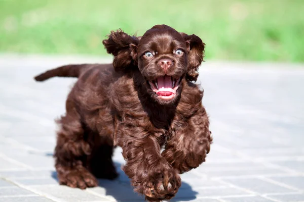 Amerikaanse Cocker Spaniyel Hond Buiten — Stockfoto