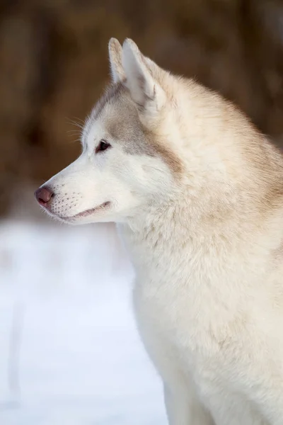 Imádnivaló Szibériai Husky Kutya Szabadban — Stock Fotó