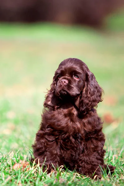 American Cocker Spaniyel Cão Livre — Fotografia de Stock