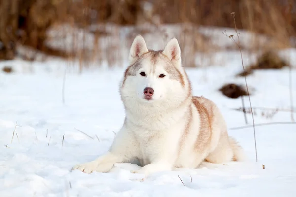 Imádnivaló Szibériai Husky Kutya Szabadban — Stock Fotó