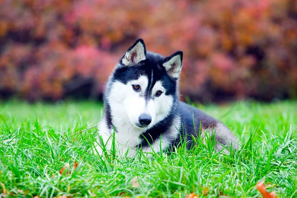 Adorabile Cane Husky Siberiano All Aperto — Foto Stock