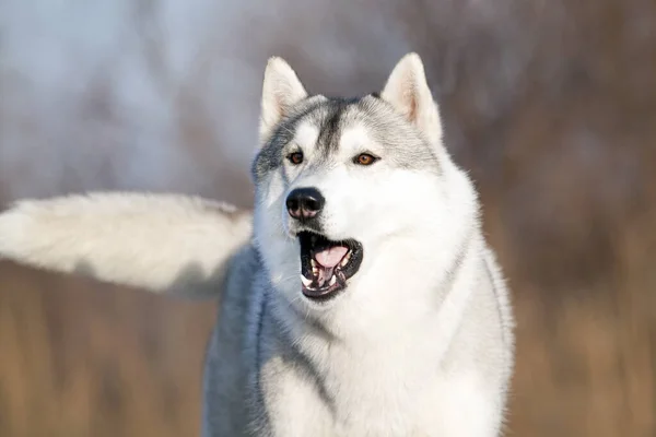 Bedårande Sibirisk Husky Hund Utomhus — Stockfoto