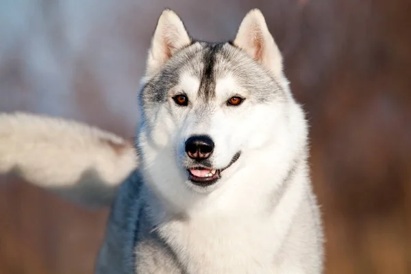 Schattige Siberische Husky Hond Buiten — Stockfoto