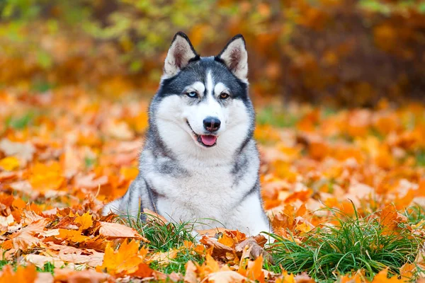 Adorabile Cane Husky Siberiano All Aperto — Foto Stock