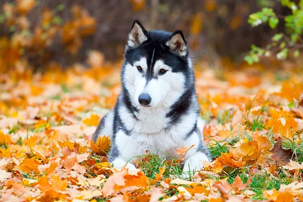 Rozkošný Sibiřský Husky Pes Venku — Stock fotografie