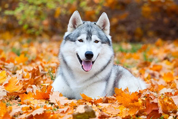 Adorabile Cane Husky Siberiano All Aperto — Foto Stock