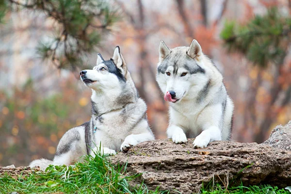 Imádnivaló Szibériai Husky Kutyák Szabadban — Stock Fotó