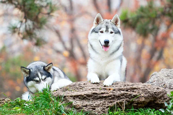 愛らしいシベリアのハスキー犬屋外 — ストック写真