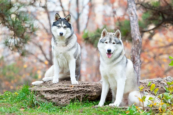 Schattige Siberische Husky Honden Buiten — Stockfoto