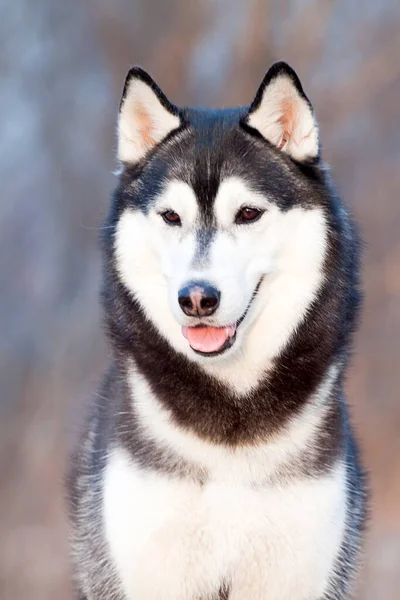 Adorável Cão Husky Siberiano Livre — Fotografia de Stock