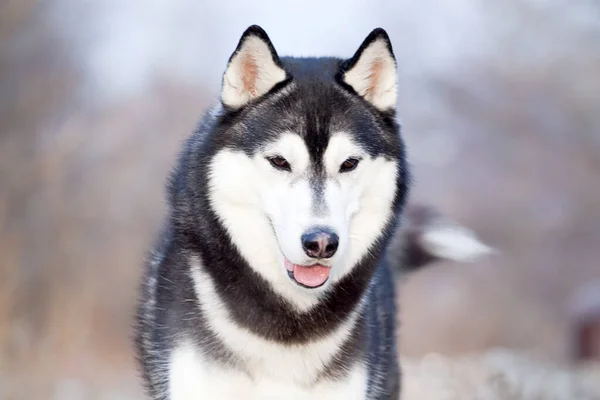 Imádnivaló Szibériai Husky Kutya Szabadban — Stock Fotó