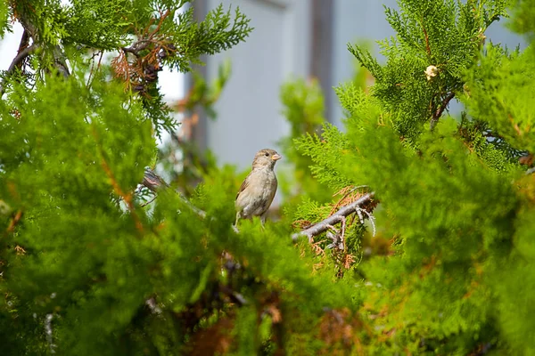 Uccello Passero Seduto Sul Ramo Dell Albero Fotografia Stock