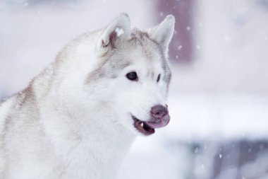 Tatlı Fransız Bulldog köpek yavrusu.