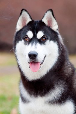 Tatlı Fransız Bulldog köpek yavrusu.