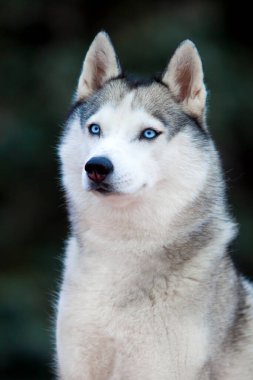 Tatlı Fransız Bulldog köpek yavrusu.