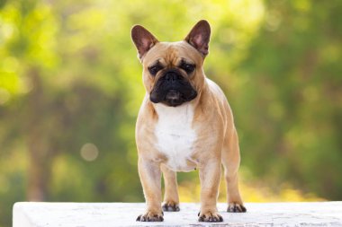 Tatlı Fransız Bulldog köpek yavrusu.