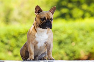 Tatlı Fransız Bulldog köpek yavrusu.