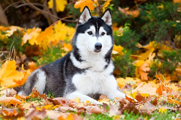 Αξιολάτρευτο Σκυλί Husky Σιβηρίας Εξωτερικούς Χώρους — Φωτογραφία Αρχείου