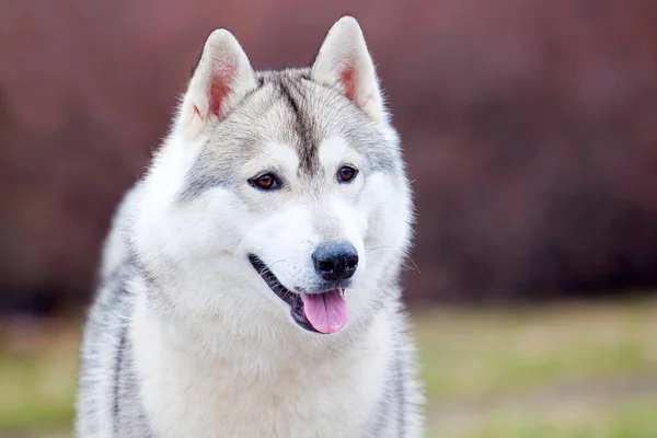 Söt Fransk Bulldogg Valp Utomhus — Stockfoto