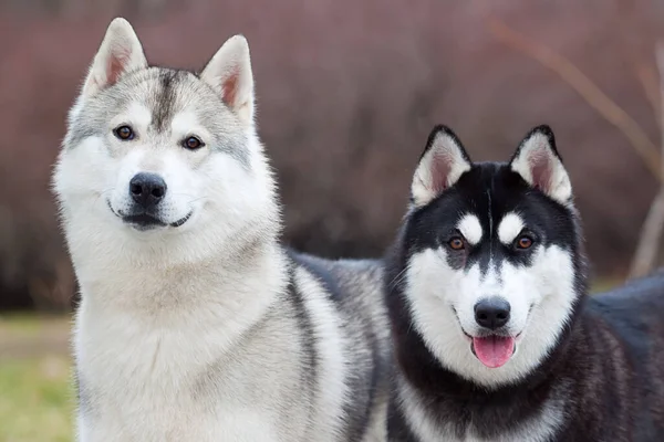 Adorable Siberian Husky Dogs Outdoors — Stock Photo, Image